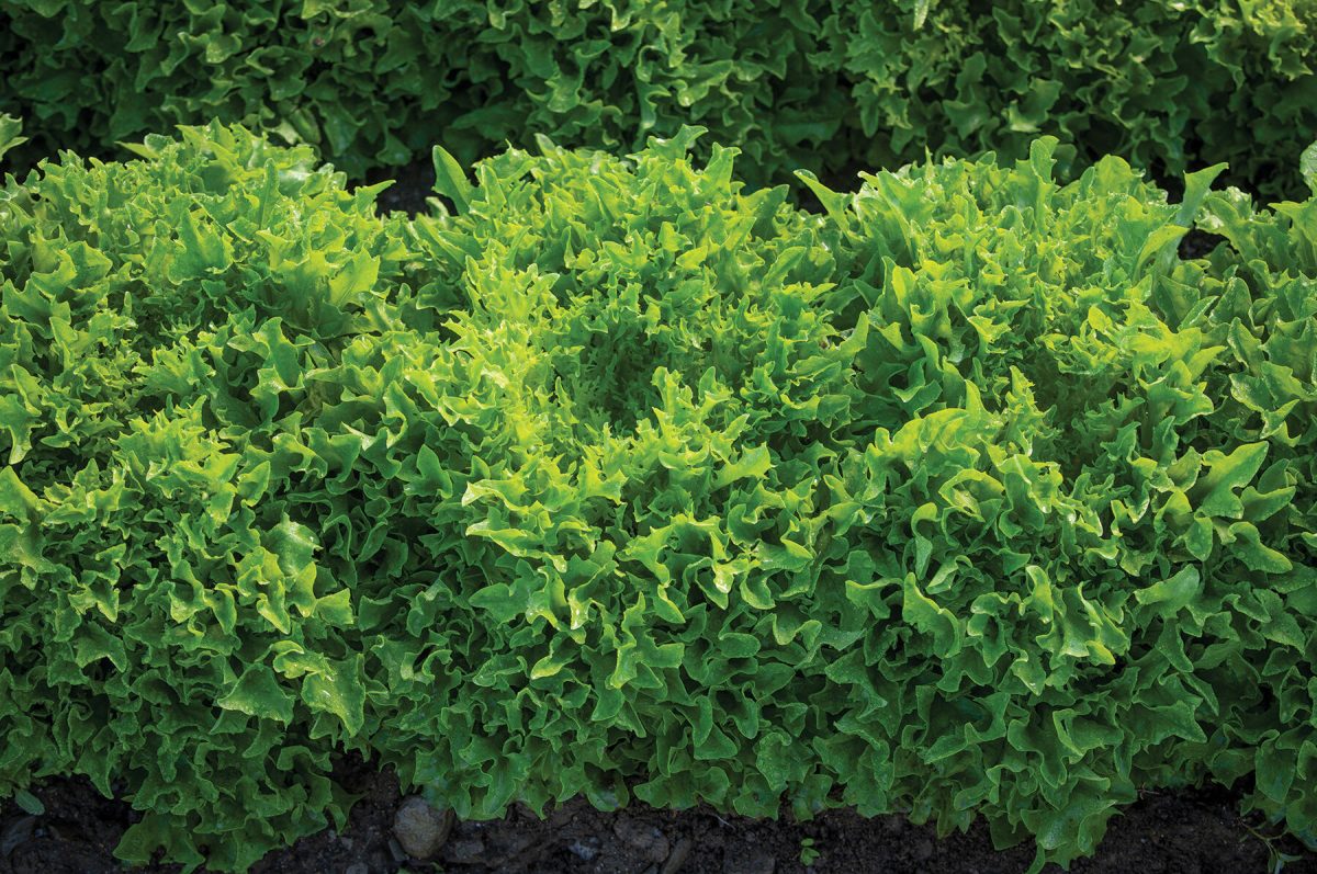 Ezpark – Organic Lettuce Seed